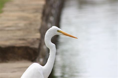 Egret Bird Animal - Free photo on Pixabay - Pixabay