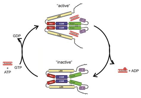 Frontiers Structural Biology Of The Lrrk2 Gtpase And Kinase Domains