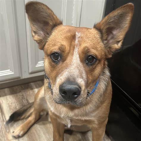 Dog for adoption - Chase, a Cattle Dog Mix in Missoula, MT | Petfinder