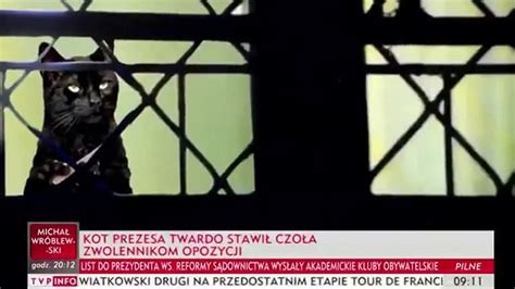 Wszystkie koty Jarosława Kaczyńskiego fakty i mity