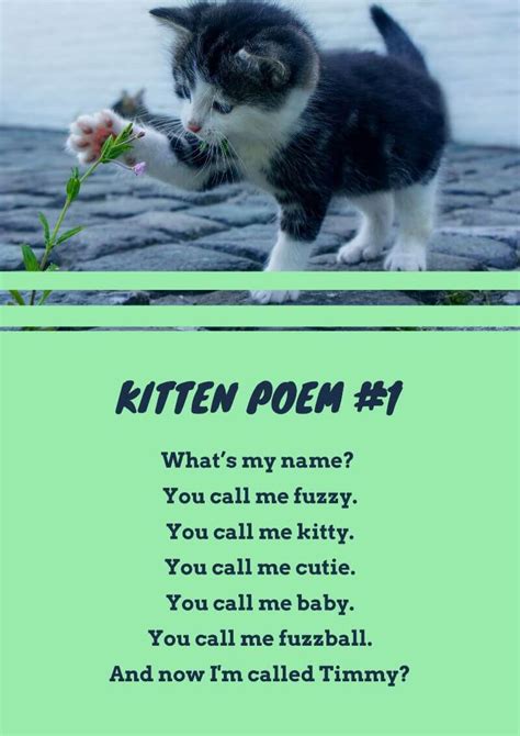 16 Cat Poems For Kids To Read 🐈 Imagine Forest