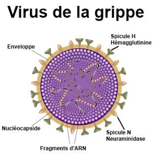 Grippe virus de la grippe symptômes traitement définition