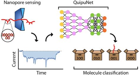 Quipunet：用于单分子纳米孔传感的卷积神经网络。nano Letters X Mol