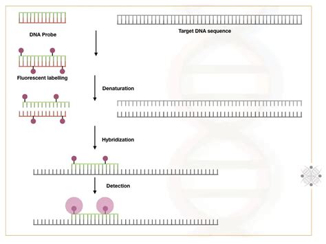 What Is Dna Hybridization And How Does It Occur Genetic Education