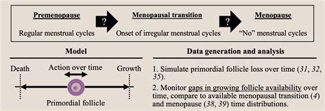 Mathematical Recapitulation Of The End Stages Of Human Ovarian Aging