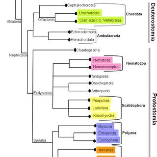 Complex Metazoan Phylogenetic Tree