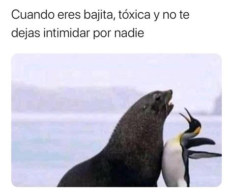 Cuando eres bajita tóxica y no te dejas intimidar por nadie Memes