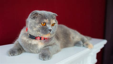 Scottish Fold Cats Facts And Care Guide Thecatsite