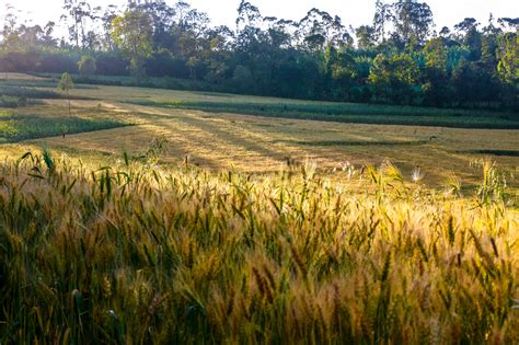 Ethiopia Launching Digital Agro Climate Advisory Platform In Ethiopia