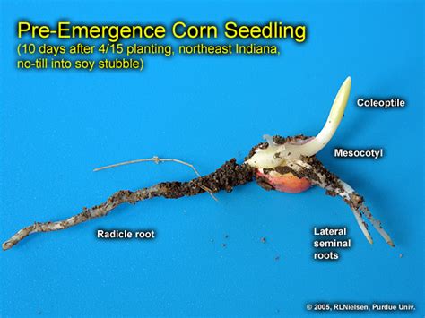 Visual Indicators Of Germination In Corn Corny News Network Purdue