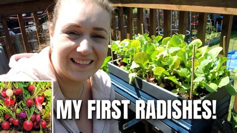 Harvesting Radishes Succession Planting Youtube