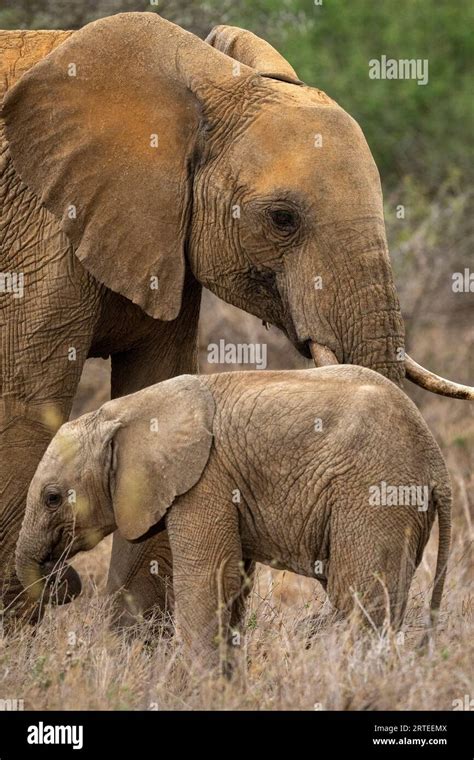 Portriat Of African Bush Elephant Calf Loxodonta Africana Standing