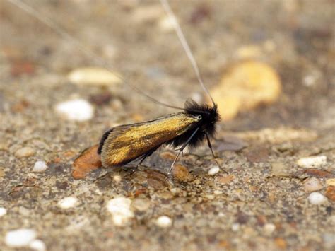 Green Longhorn Butterfly Conservation