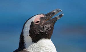 Penguin Teeth: Do They Exist?