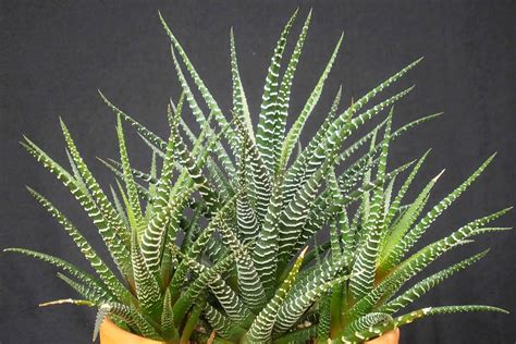 Haworthiopsis Attenuata Zebra Plant World Of Succulents