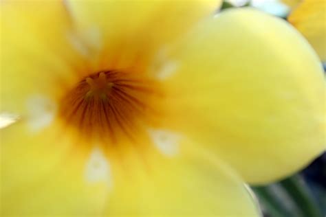 yellow flower background  stock photo public domain pictures