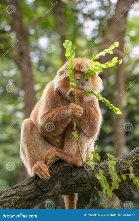 East Javan Langur - Trachypitheus Auratus in Its Natural Habitat Stock ...