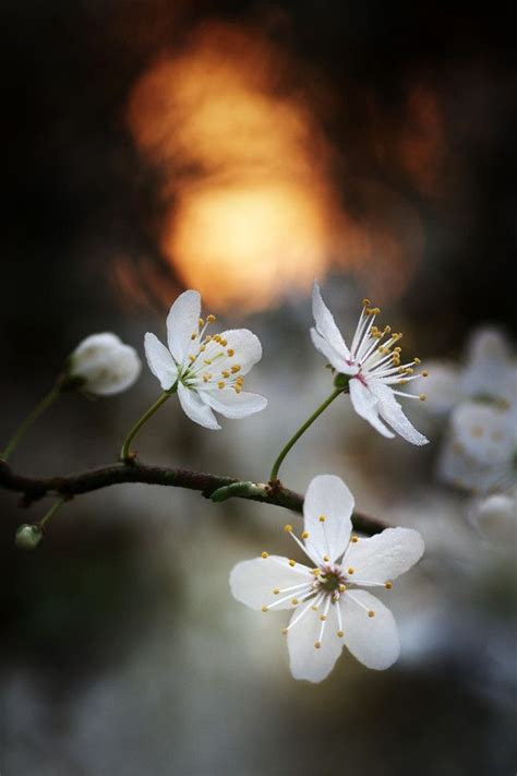 Three Flowers By Donlope 01 On 500px Flowers Pictures Nature