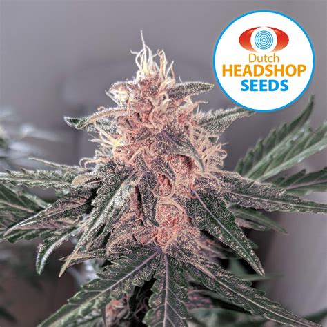 Auto Purple Punch Dutch Headshop Cannabis Strain Info