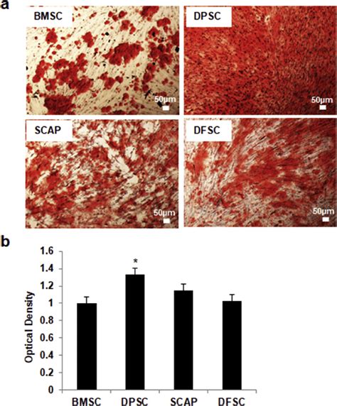 Osteogenic Differentiation Of Bmsc Dmsc A Stem Cells Bmsc Dmsc