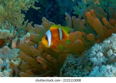 1,066 Clownfish Habitat Images, Stock Photos & Vectors | Shutterstock