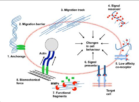 Figure 1 from The extracellular matrix: Structure, composition, age-related differences, tools ...