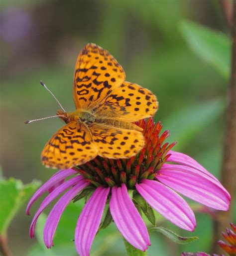 BirdsEye Photography: Review Photos