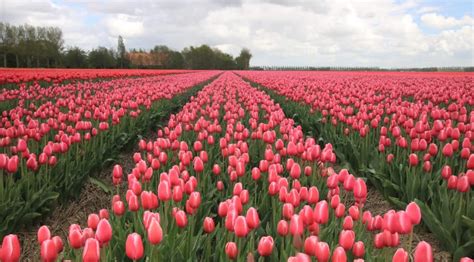 Planting Tulips In East Texas At Charles Rogers Blog