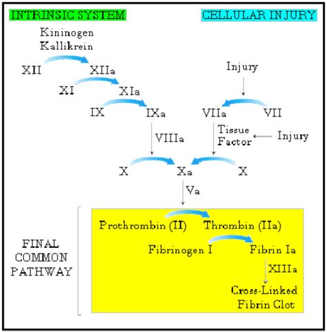 Common Coagulation Pathway