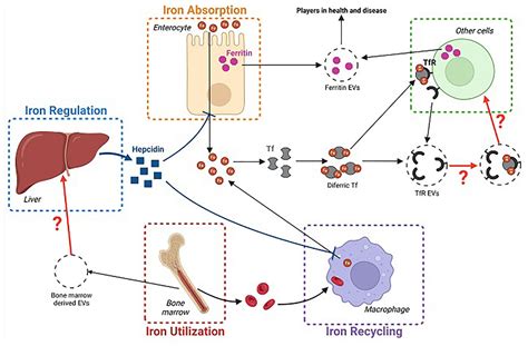 frontiers host  microbiota derived extracellular vesicles crucial