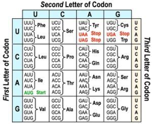 Amino Acid Sequence - Biology Simple