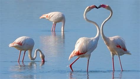 Il Fenicottero Phoenicopterus Roseus In Italia Youtube