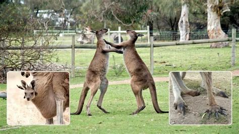 Adaptations of a Kangaroo - Behavioral, Structural & Physiological - Zooologist