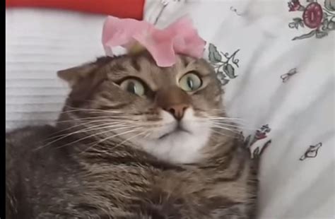 Dramatic Cat Freaks Out When Tasked With Balancing A Flower On Their