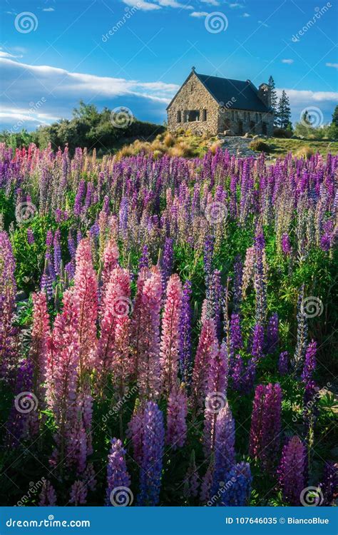 Glise Du Bon Berger Et Du Champ De Loup Lac Tekapo Image Stock