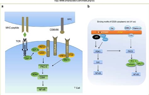 Figure From Distinct Nf Kb Activation Pathways Engaged By T Cell