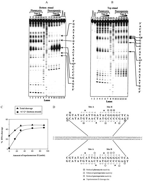 Topoisomerase Ii Mediated Site Directed Alkylation Of Dna By