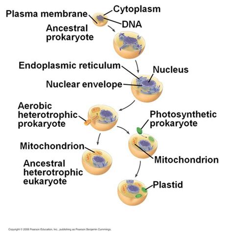 Bio Exam Prokaryotes Protists Plants Chapter Flashcards