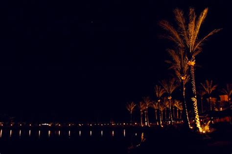 Panorama Nocturne Avec Vue Sur Les Palmiers Illumin S Sur Le Littoral