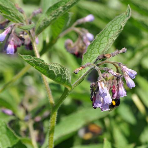 Echter Beinwell – Bio-Multitalent für den naturnahen Garten