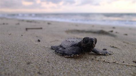 Liberación de tortugas Ruta21 mx