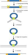 Models Of Replicative Transposition A After Replication The