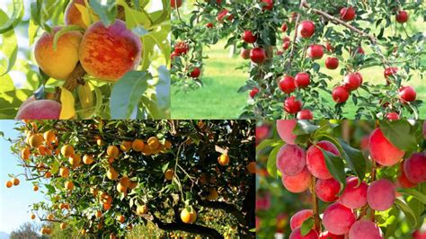 Comment créer un jardin géométrique