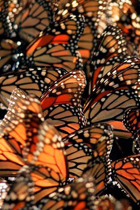 Monarch Butterfly Aesthetic Wallpaper