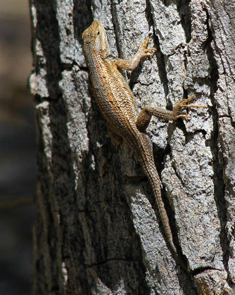 Sceloporus Cowlesi Southwestern Fence Lizard Rwgaebel Flickr