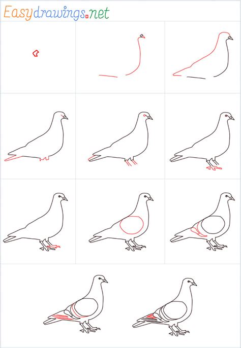 Pigeon Drawing Simple