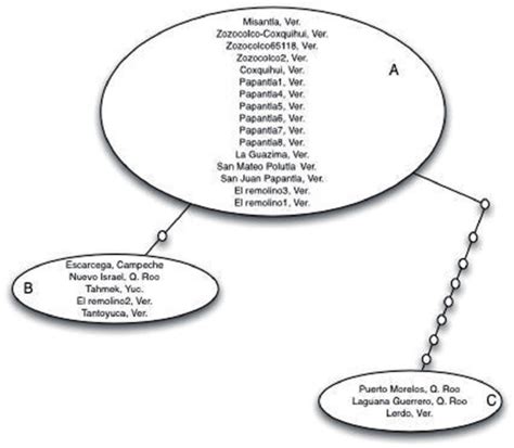 Distribuci N De Los Haplotipos Elaborada En Tcs Clement Et Al