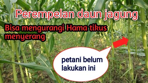 Perempelan Daun Jagung Bisa Meningkatkan Produktifitas Dan Mengurangi