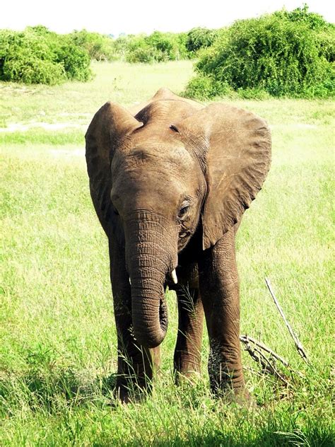 Elephant calf Free Photo Download | FreeImages