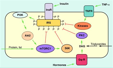 13 Regulation Of Insulin Signaling By Protein Kinases Phosphorylating Download Scientific